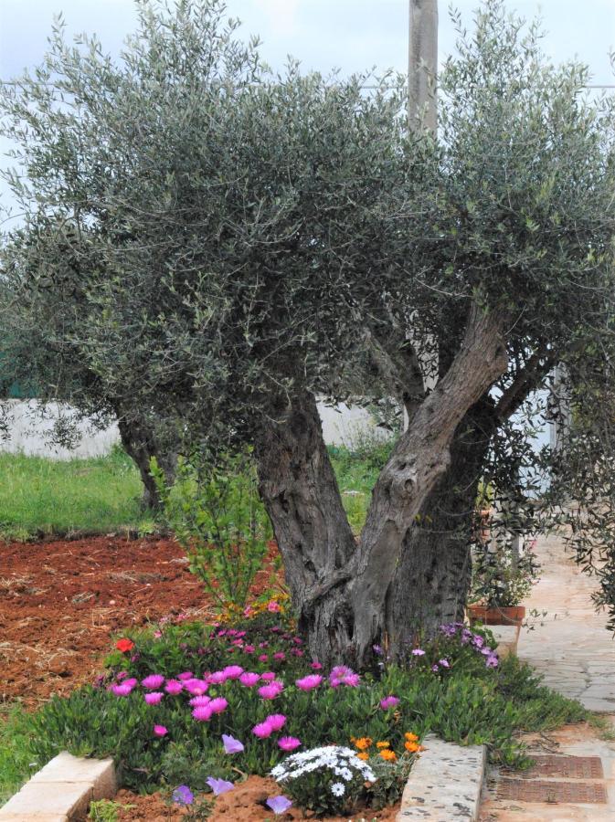 לינה וארוחת בוקר סאניקולה Microborgopasca מראה חיצוני תמונה